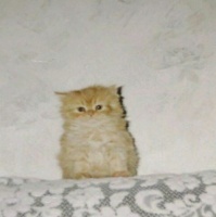 Ищу вторую половинку для частых встреч. – Фото 1